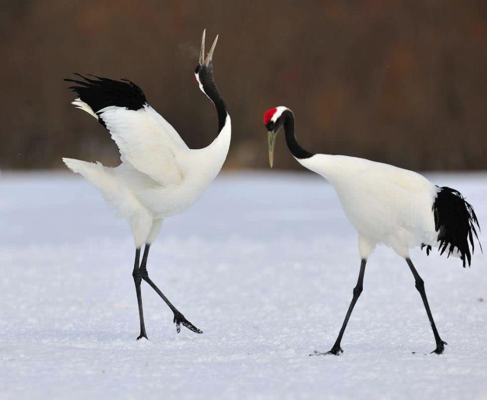 绝大多数人都不知道的一件事中国的国鸟是什么