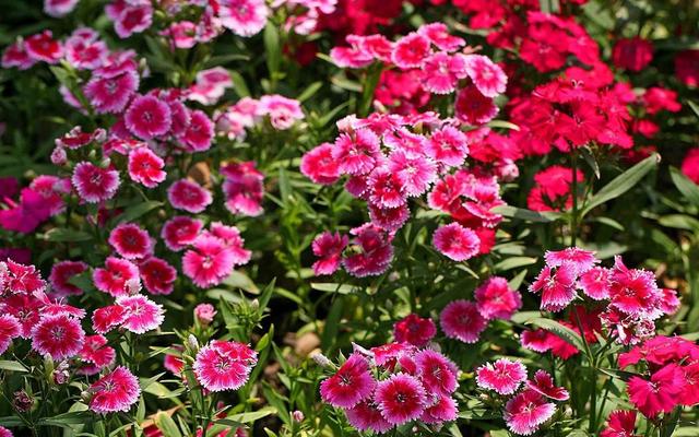 不受温度影响的石竹花,想要四季爆盆,自己就能养出来