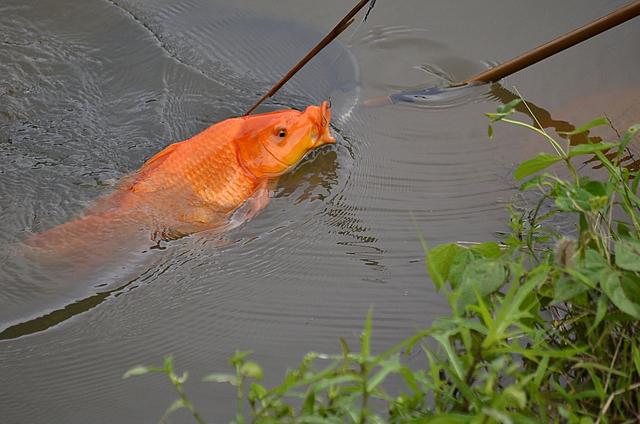 如果这四种"怪鱼"你都钓到过,说明你钓鱼的年头不短了