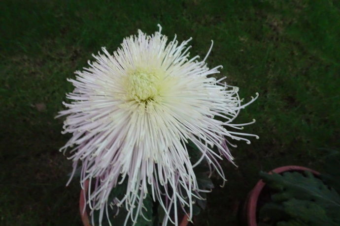 喜欢菊花,一定要养盆"十大名菊"十丈垂帘,花型大气,灵动飘逸|垂帘|名