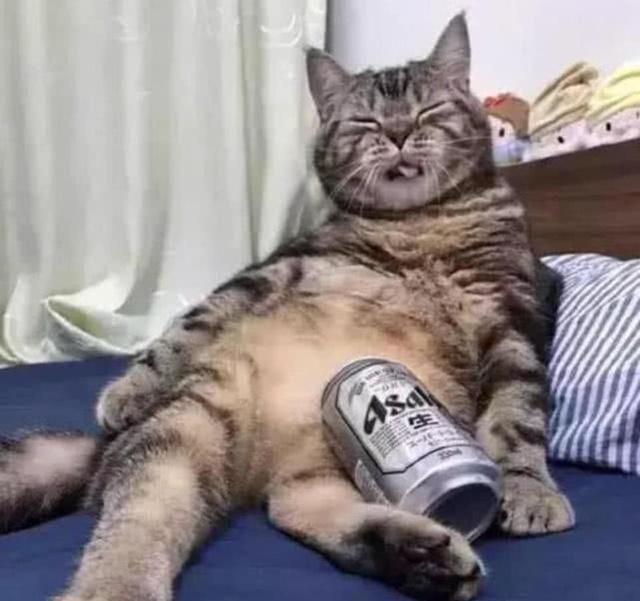 猫咪偷喝主人啤酒,喝醉后直接瘫在了床上,表情笑翻人:再来一瓶