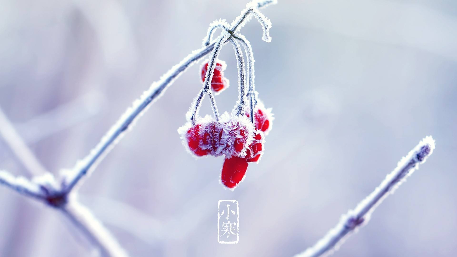 明天小寒,农村俗语:小寒节,十五天,七八天处三九天,啥意思