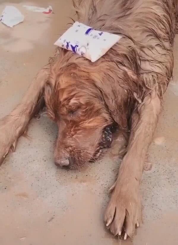 金毛中暑后倒地不起,拿水泼狗,敷上冰袋,主人悔哭了