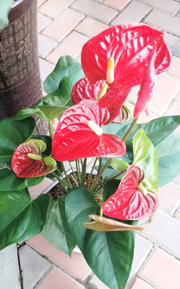 红掌黄叶打卷,冬季养红掌,注意这2个"度",花瓣开到巴掌大|花烛|花瓣