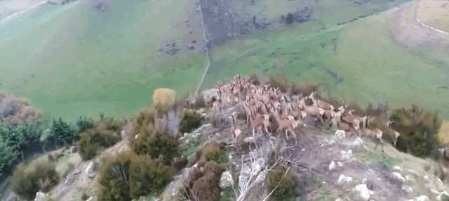 2500万只羊怎么放？新西兰人解锁了无人机放牧的N种玩法