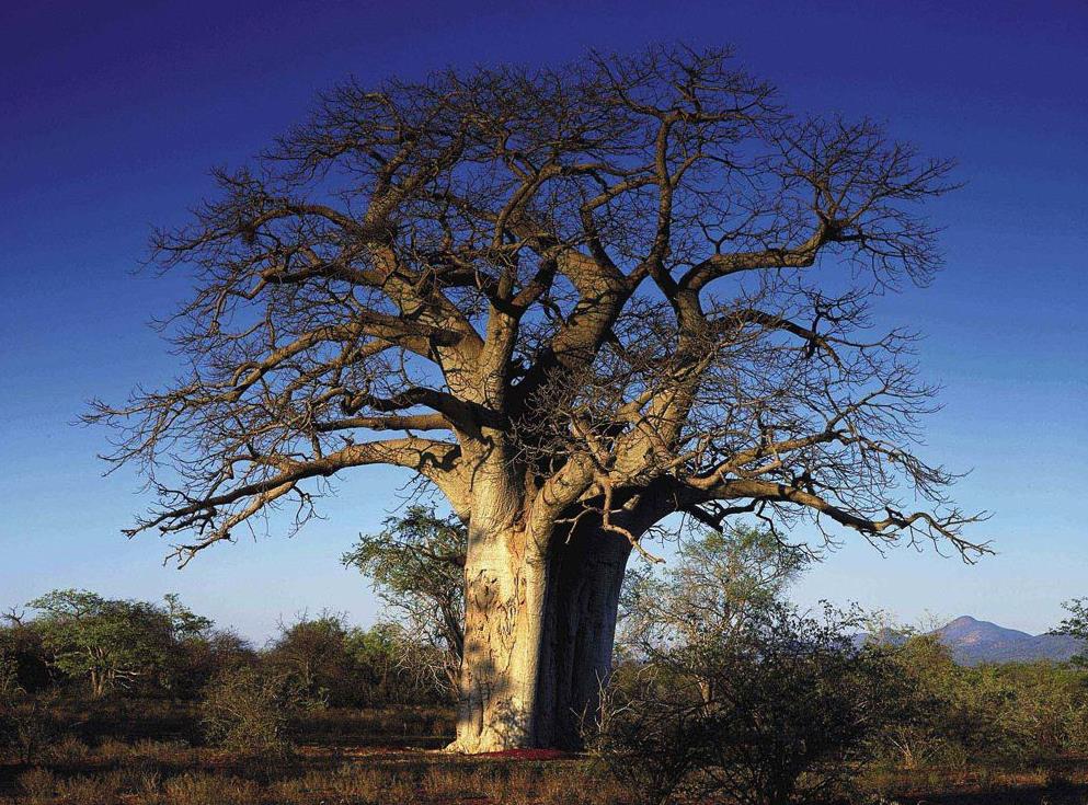 非洲有棵"怕痒树",游客一给它挠痒痒,便会发出哈哈大笑声