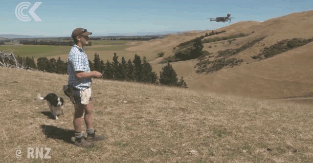 2500万只羊怎么放？新西兰人解锁了无人机放牧的N种玩法