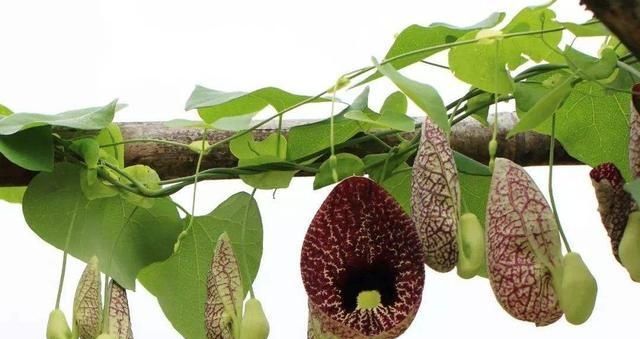 这东西俗称蛇参果农村常见价值珍贵却惨遭无视