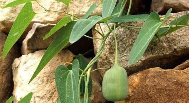 这东西俗称蛇参果农村常见价值珍贵却惨遭无视