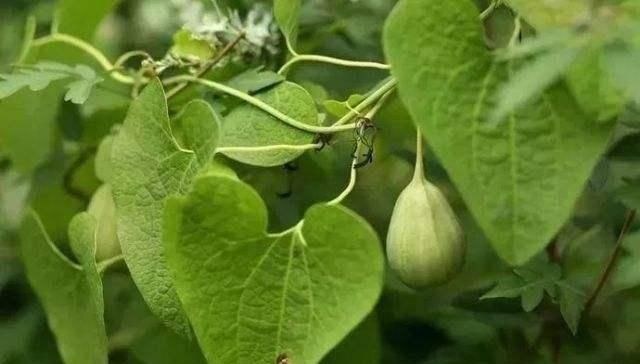 这东西俗称蛇参果农村常见价值珍贵却惨遭无视