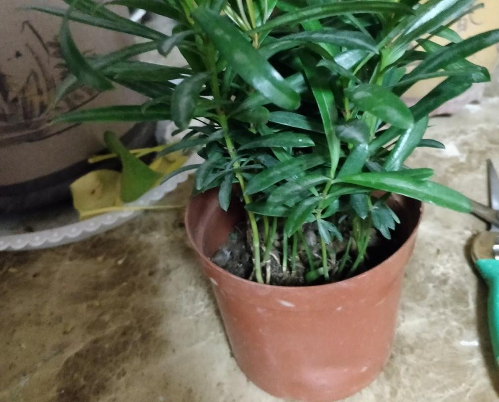 家里养盆罗汉松,要勤修剪,来年新枝开满头