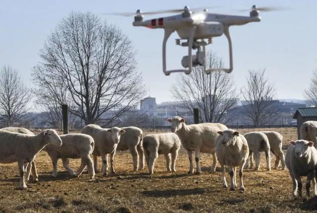 2500万只羊怎么放？新西兰人解锁了无人机放牧的N种玩法