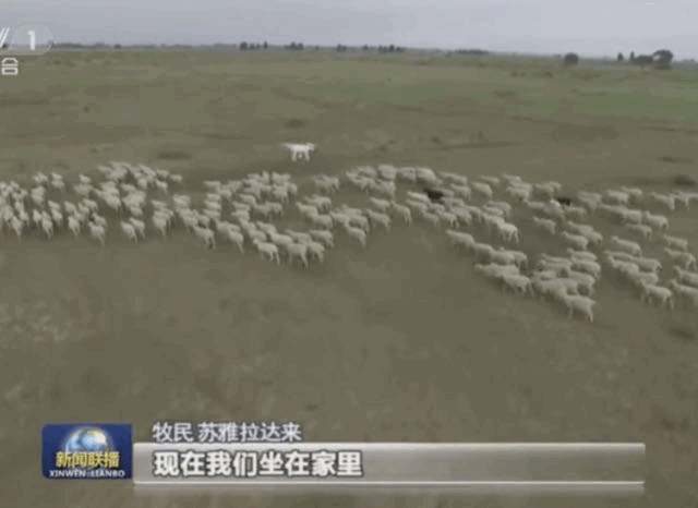 2500万只羊怎么放？新西兰人解锁了无人机放牧的N种玩法