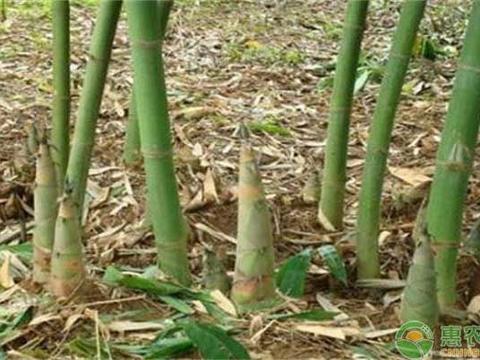 竹笋干怎么快速泡发?竹笋干的功效和作用|竹笋干|笋干|竹笋_新浪新闻