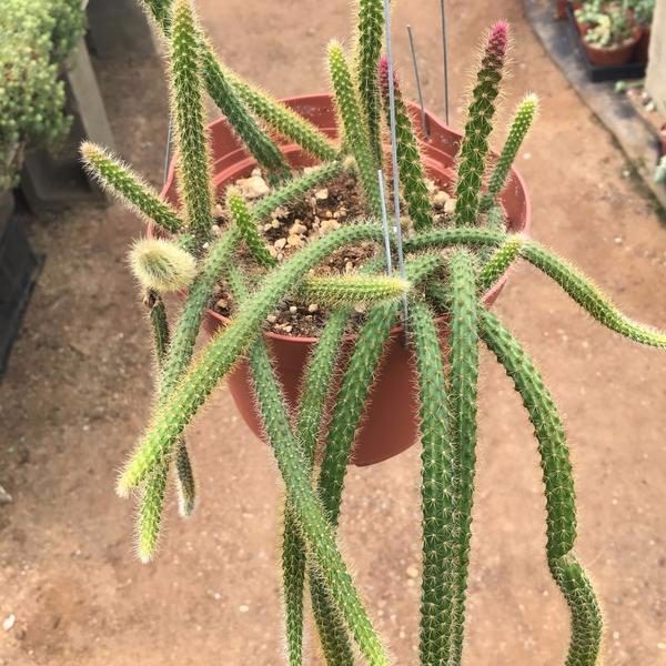 优雅美观的鼠尾仙人掌,你会喜欢这种长满绒毛的垂盆多肉吗?