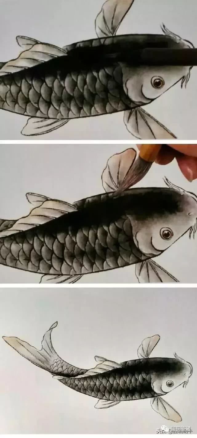 鲤鱼的工笔渲染技法