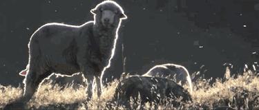 2500万只羊怎么放？新西兰人解锁了无人机放牧的N种玩法