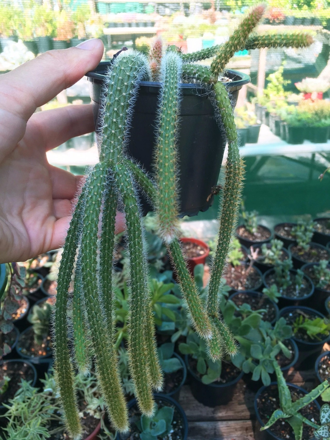 优雅美观的鼠尾仙人掌,你会喜欢这种长满绒毛的垂盆多肉吗?