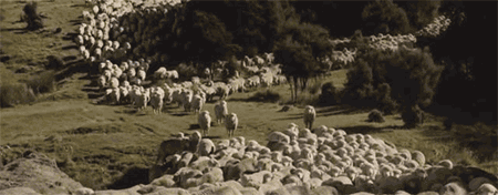 2500万只羊怎么放？新西兰人解锁了无人机放牧的N种玩法