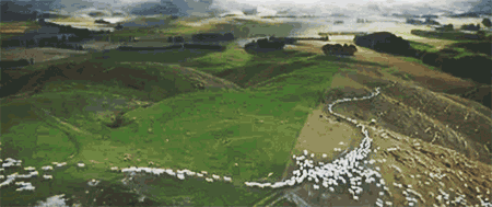 2500万只羊怎么放？新西兰人解锁了无人机放牧的N种玩法