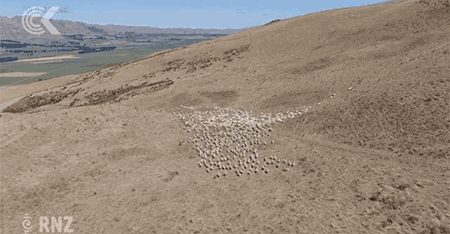 2500万只羊怎么放？新西兰人解锁了无人机放牧的N种玩法