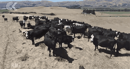 2500万只羊怎么放？新西兰人解锁了无人机放牧的N种玩法