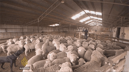 2500万只羊怎么放？新西兰人解锁了无人机放牧的N种玩法