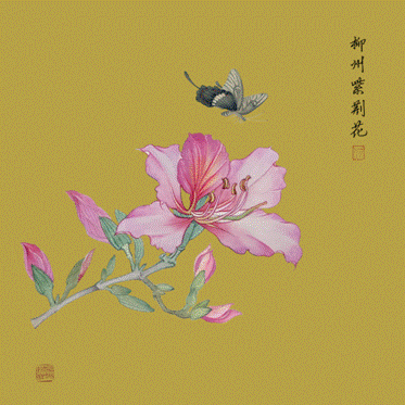 方案,参赛指定使用创意设计素材(柳州紫荆花工笔画高清图片,ps源文件