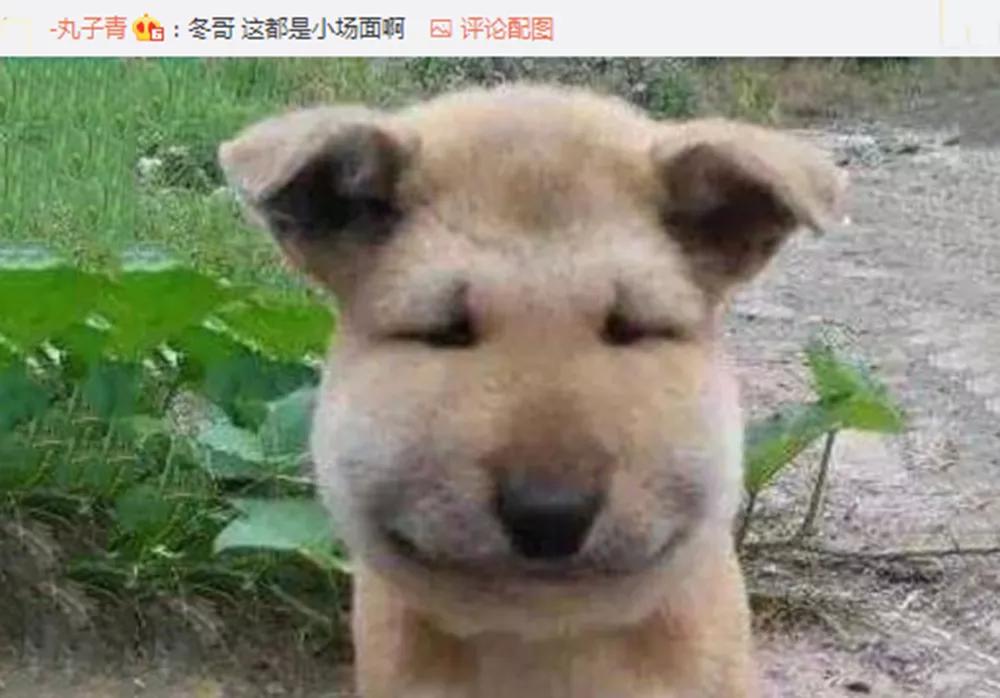 周冬雨拔完智齿脸肿如馒头评论区晒图太精彩堪称大型比丑现场
