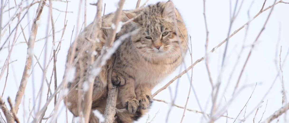 国内第一次手拍亚洲野猫,竟然是在树上!|家猫|猫科动物_新浪新闻