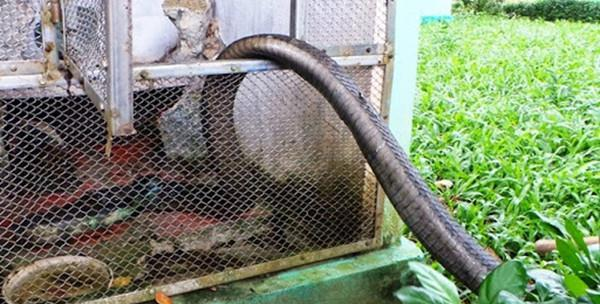 眼镜蛇王逃跑被电伤,没想到却因祸得福