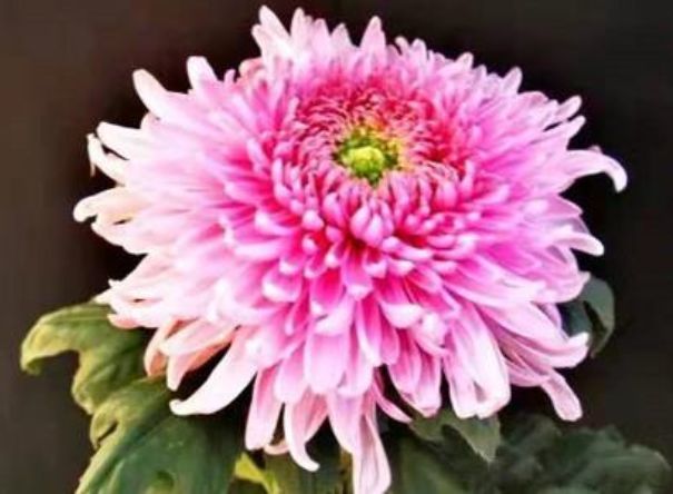 高端菊花红梅细浪如粉凝玉骨粉粉嫩嫩可以说是养花首选