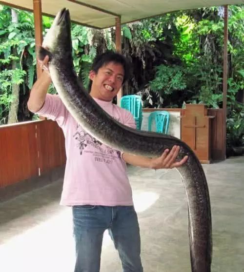广东一钓鱼人,珠江钓获"鱼中之蛟",专家称可长到数米