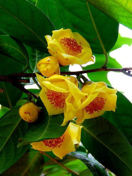 茶花艳丽不好养,金茶花难养不多见,数量稀少很珍贵|金茶花|茶花|花朵_