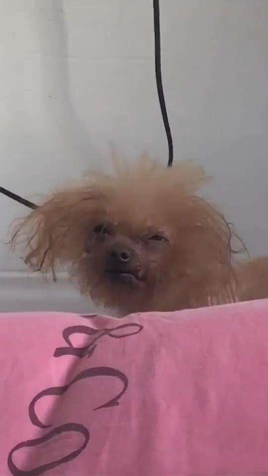 泰迪睡醒后发型爆炸,女子放大画面后笑喷,泰迪:为什么盯着我笑