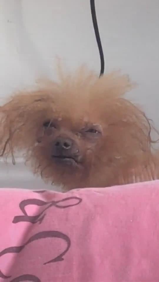 泰迪睡醒后发型爆炸,女子放大画面后笑喷,泰迪:为什么盯着我笑