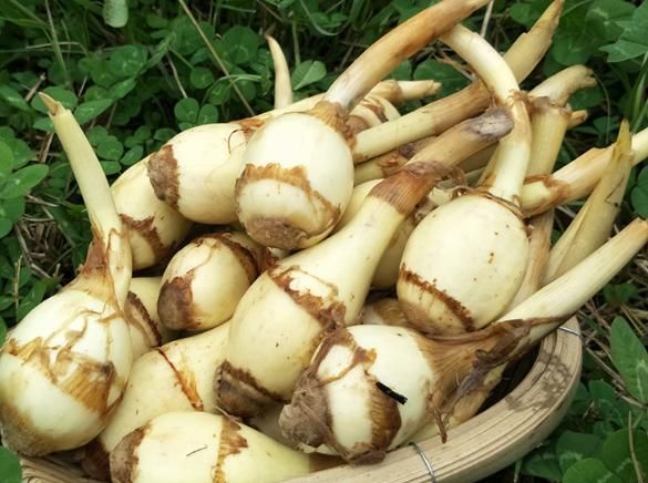 什么时间种植马蹄 f863-imvsvyz9153207.jpg