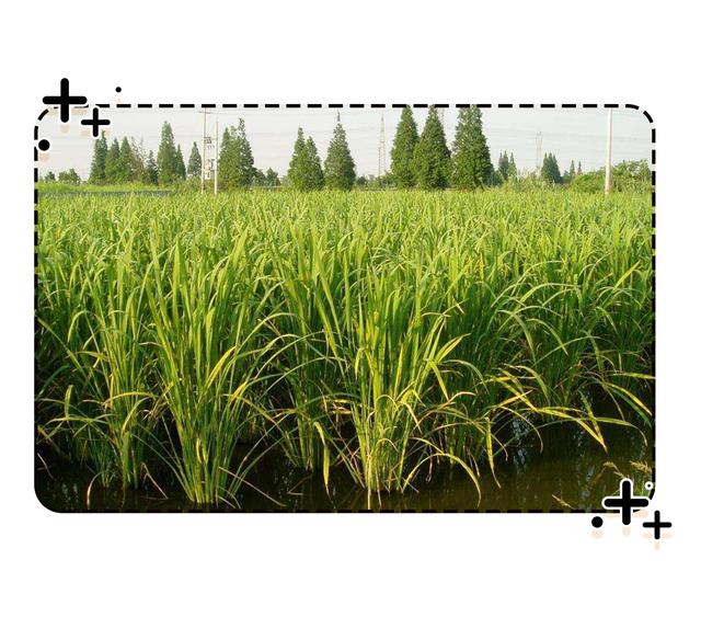 菰米,是粮食作物"菰"结的种子.