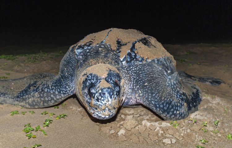 深海巨龟-棱皮龟,拥有世界上最吓人的嘴