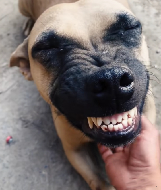 狗狗从屠宰场被救下看到救命恩人时做出的反应让人笑中带泪