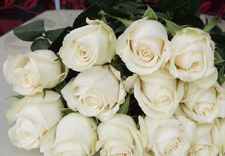 "高档玫瑰"芬德拉,花开如美,无暇纯洁,可以说是精品!