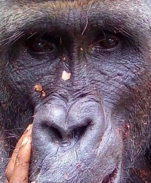 健硕壮美大猩猩被无情射杀人类手持猎枪围着咧嘴笑拍合影