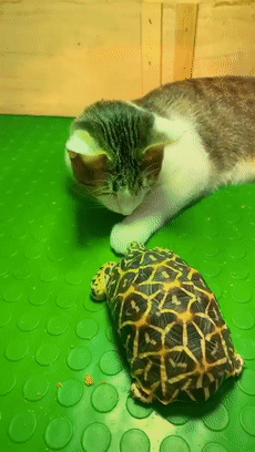 千万不要把乌龟和猫咪一起养,不然