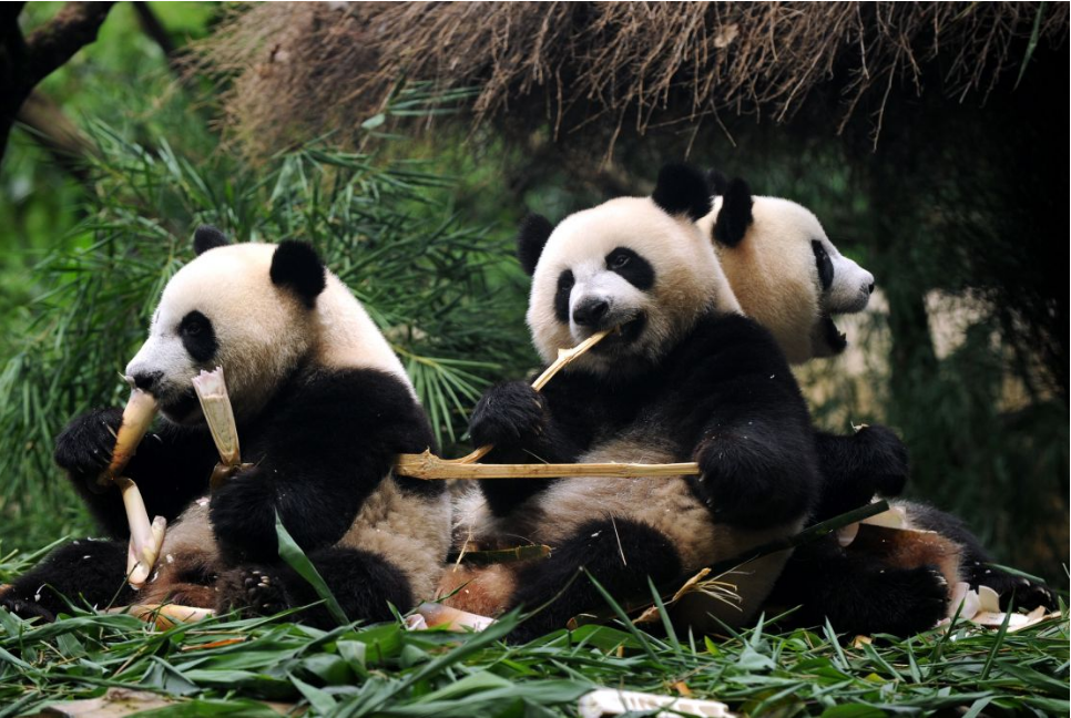 吃竹子的猴子你见过吗比大熊猫更爱竹子却因人类濒临灭绝