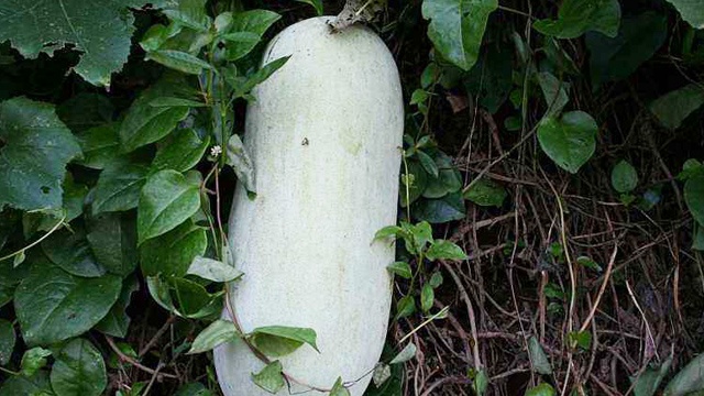 节瓜和冬瓜有什么区别