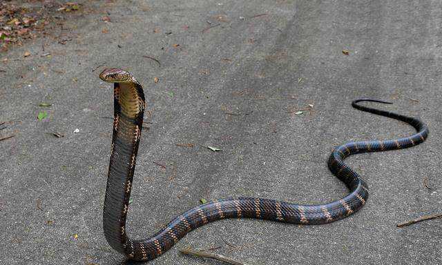 眼镜王蛇是毒蛇之王它到底有多大