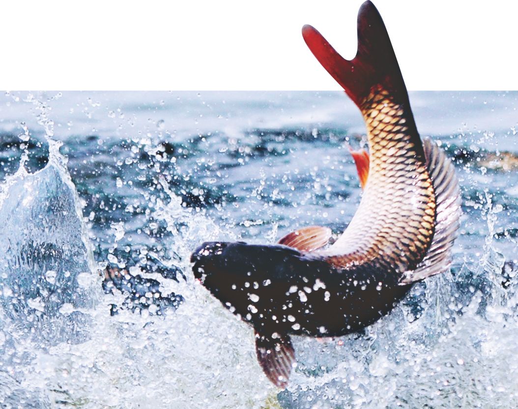 新年新气象,鲤鱼跃龙门!阿五新店3.0版本上线