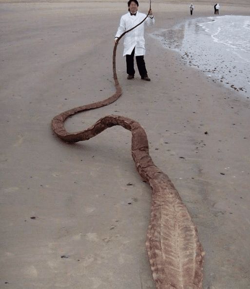 这意味着它也可能是海蛇,后来人们发现海里的这群水蛇,体内含有不少核