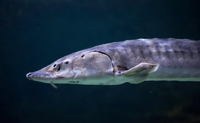 长江白鲟或已灭绝,细胞克隆几率极低,最后影像停留在2002年