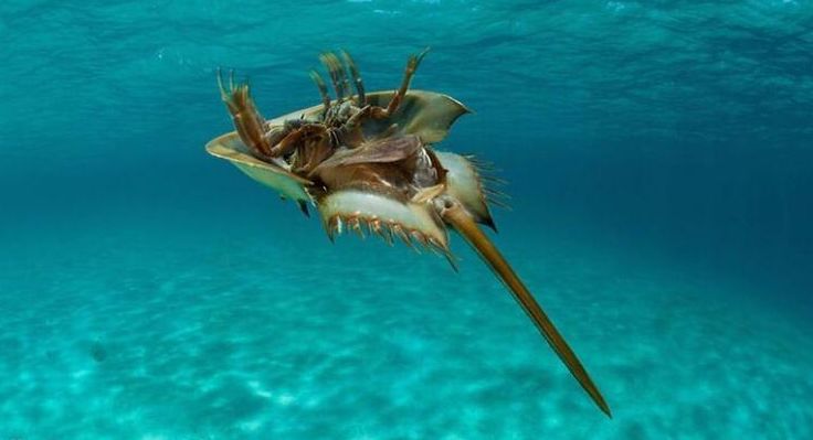 鲎|生物|地球_新浪新闻